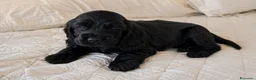 Cocker cani in vendita: Cuccioli neri di cocker spaniel con pedigree ENCI - Annuncio 3