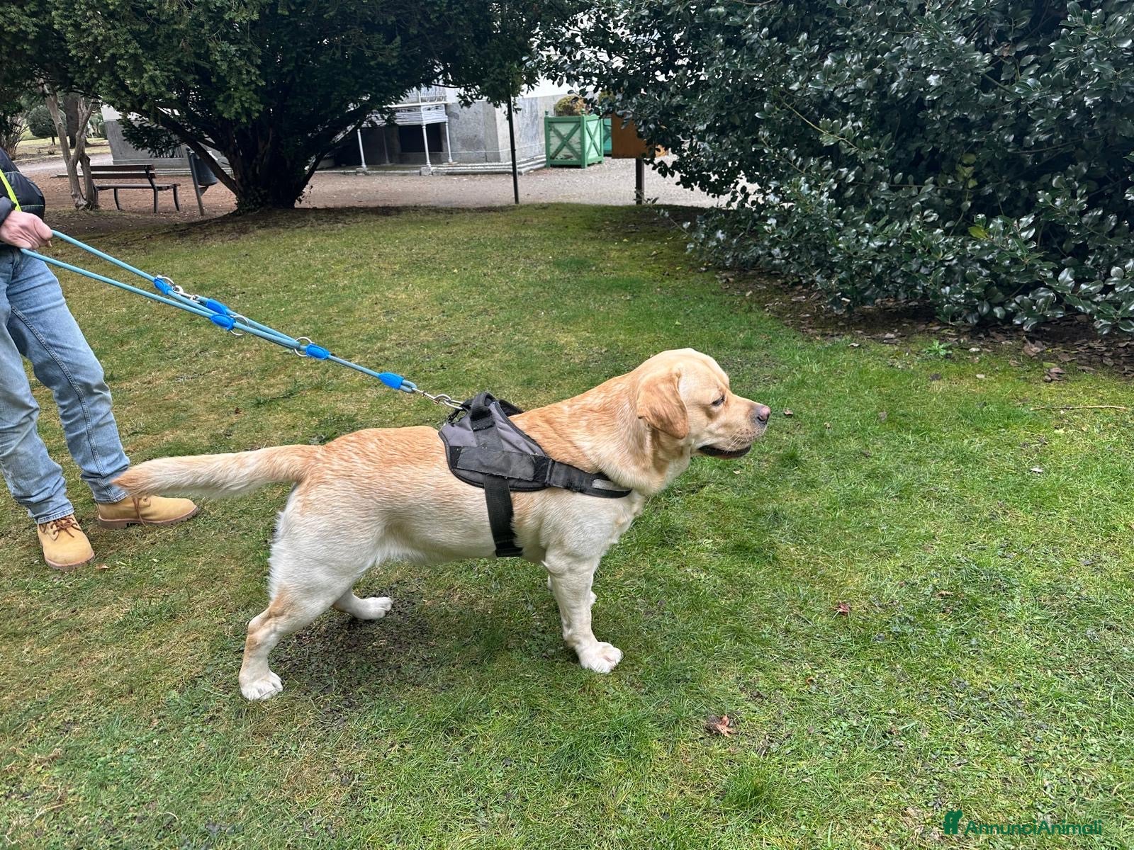 Labrador cani Ricerca accoppiamento a Provincia di Vercelli - Annuncio 1