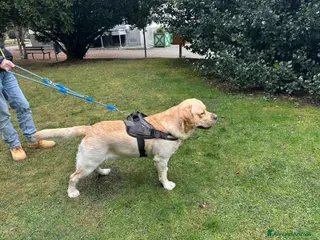 Labrador cani Ricerca accoppiamento a Provincia di Vercelli - Annuncio 1