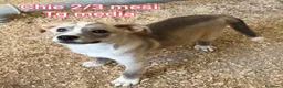 Meticcio cani in regalo: CUCCIOLI SOLI ED ESCLUSI  a Città Metropolitana di Genova - Annuncio 3