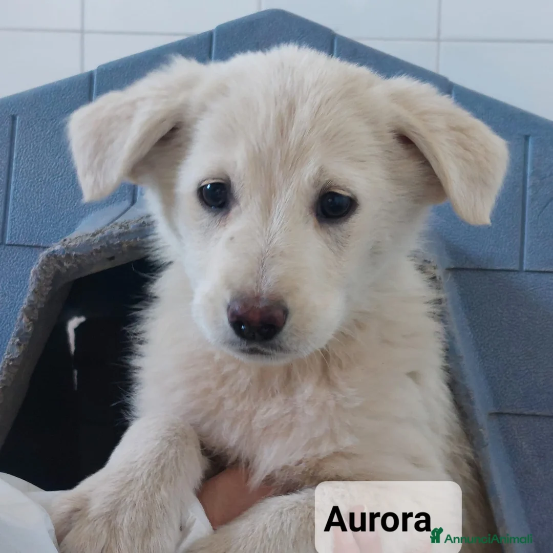 Meticcio cani in regalo: Tanti cuccioli cercano un porto sicuro - Annuncio 13