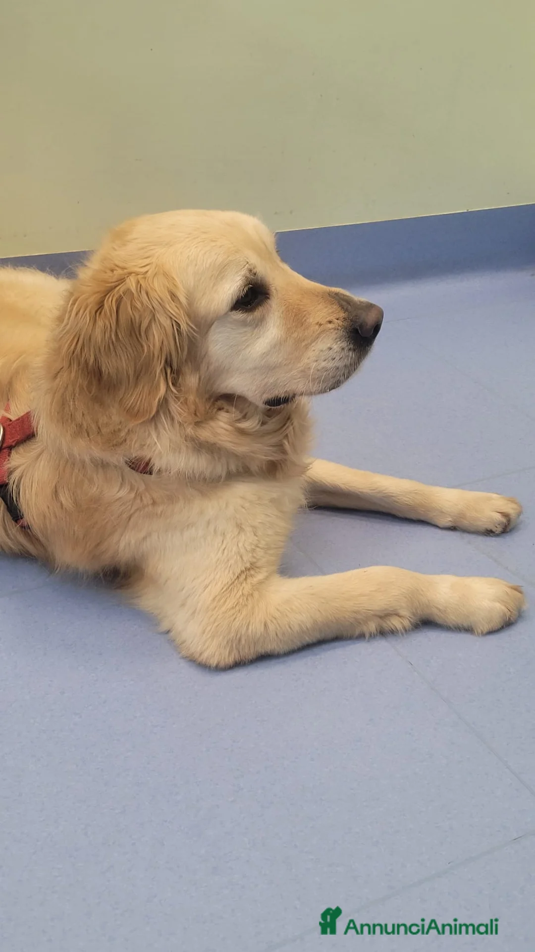 Golden Retriever cani in regalo: Splendido Golden Retreiver - CASPER - Annuncio 1
