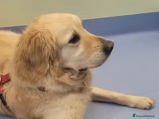 Golden Retriever cani Splendido Golden Retreiver - CASPER - Annuncio 1