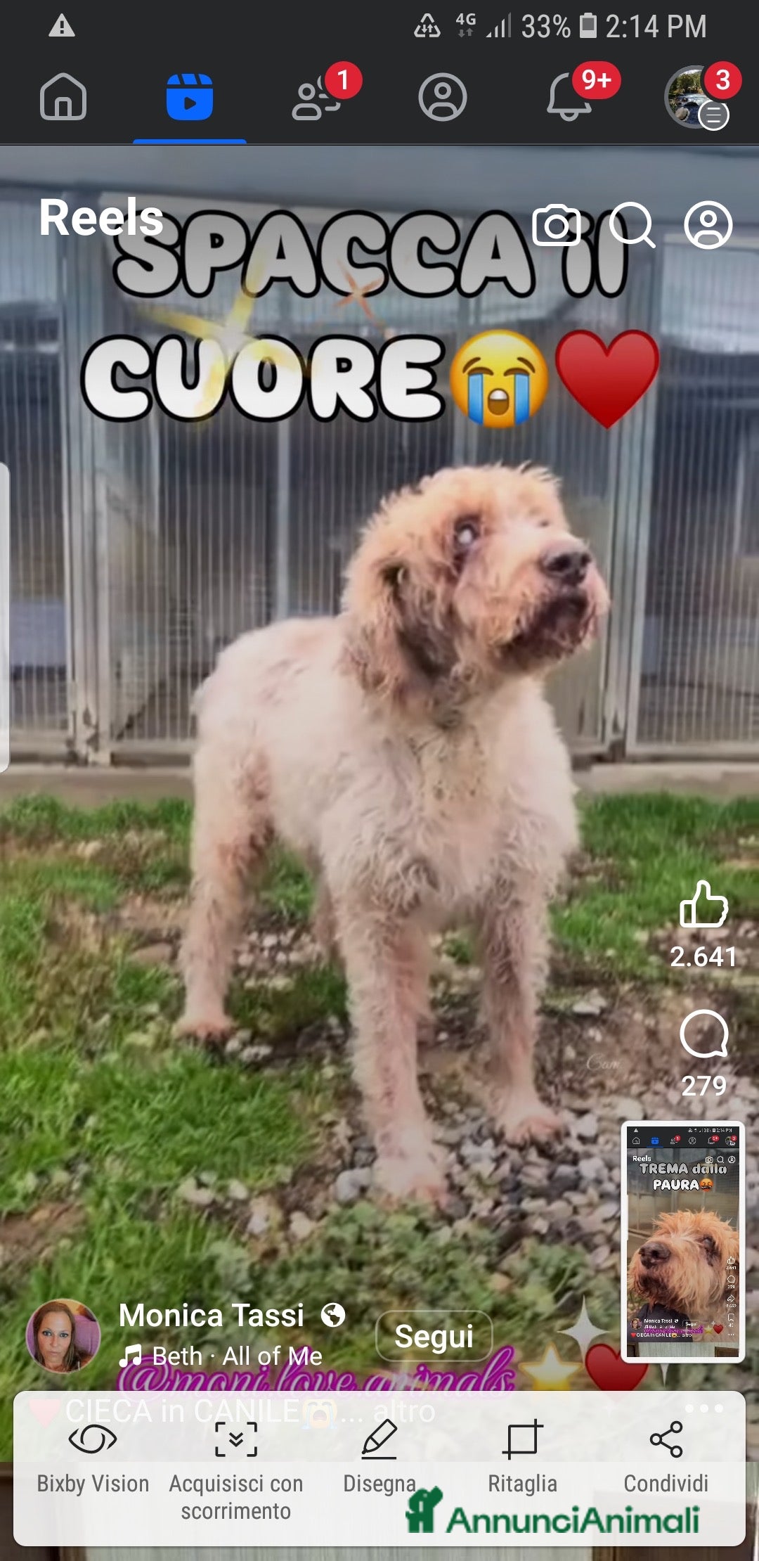 Meticcio cani ADOZ.DEL CUORE: cieca in canile,il vuoi é dolore! - Annuncio 2