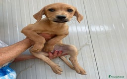 Meticcio cani in regalo: LA BELLISSIMA NEVADA a Provincia di Pavia - Immagine 2