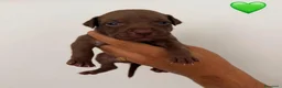 Pitbull cani in vendita: Cuccioli pitbull - Annuncio 6