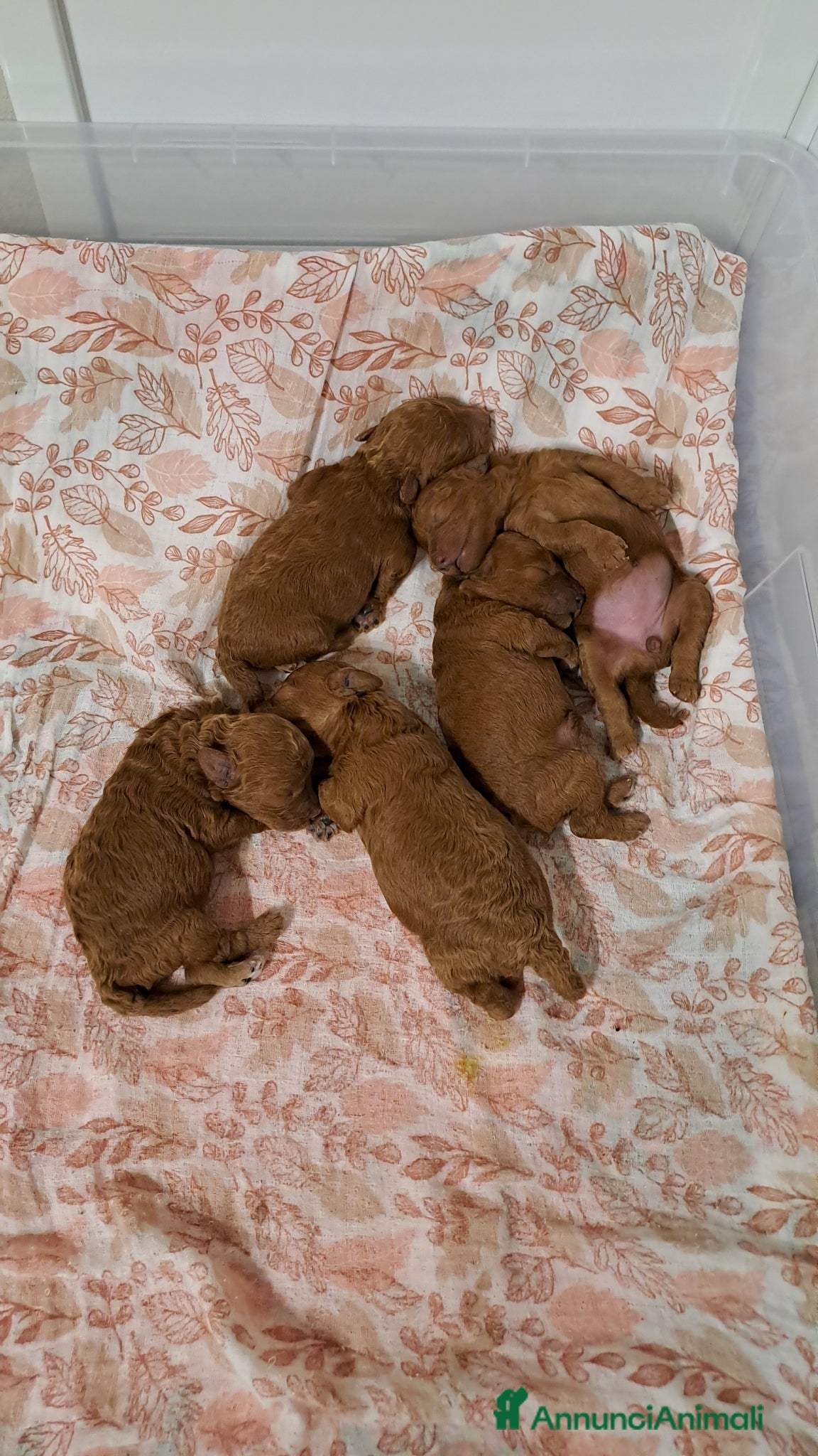 Barboncino cani in vendita: Barboncini  a Provincia di Pisa - Annuncio 7
