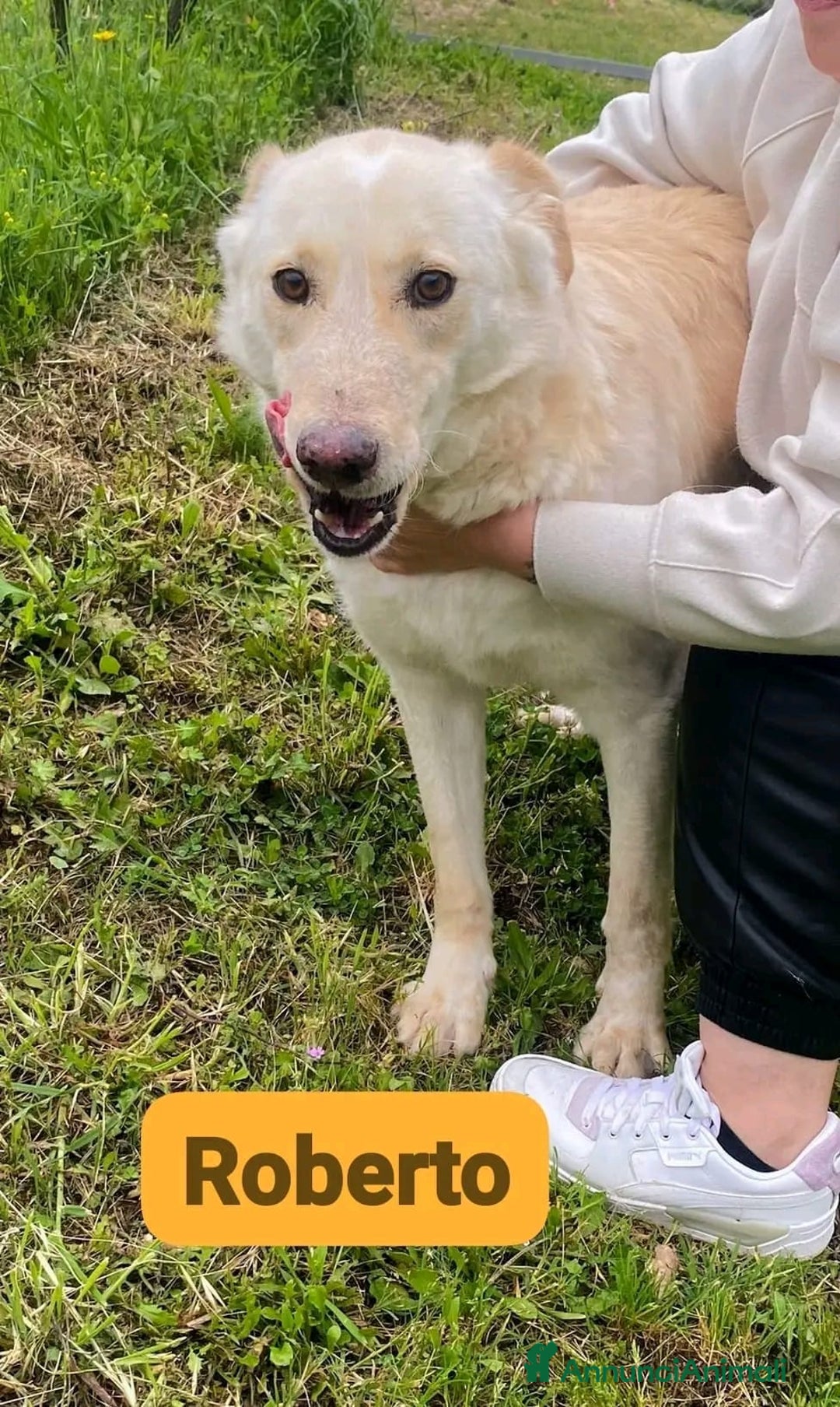 Meticcio cani in regalo: ROBERTO socievole - affettuoso! tg media - Annuncio 3