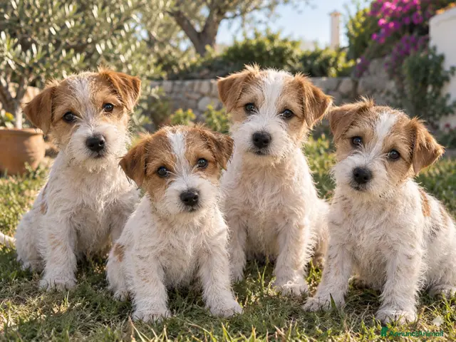 Jack Russell cani Cuccioli di Jack Russell Terrier Puri - Annuncio 1
