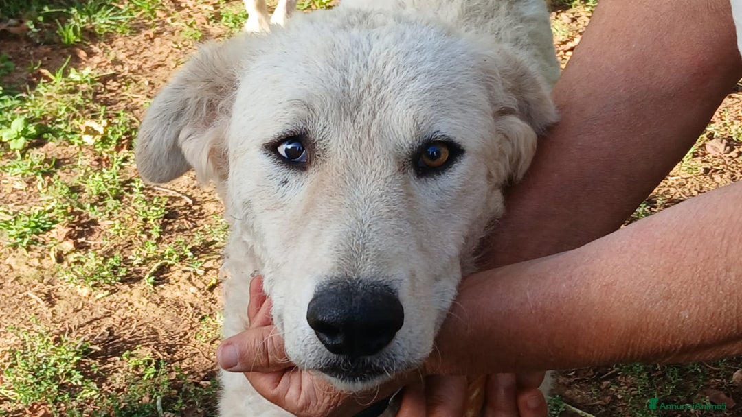 Meticcio cani in regalo: MIMMO PRESO A BASTONATE A BISOGNO DI TE - Annuncio 1