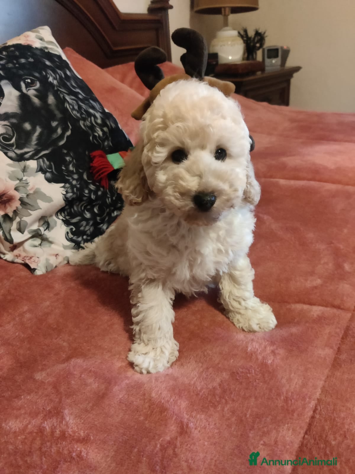 Barboncino Toy cani Cucciolo di Baboncino Toy maschio color Champagne - Annuncio 1