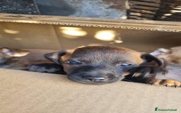 Meticcio cani in vendita: Chiuawa/pincher  a Città metropolitana di Roma Capitale - Immagine 6