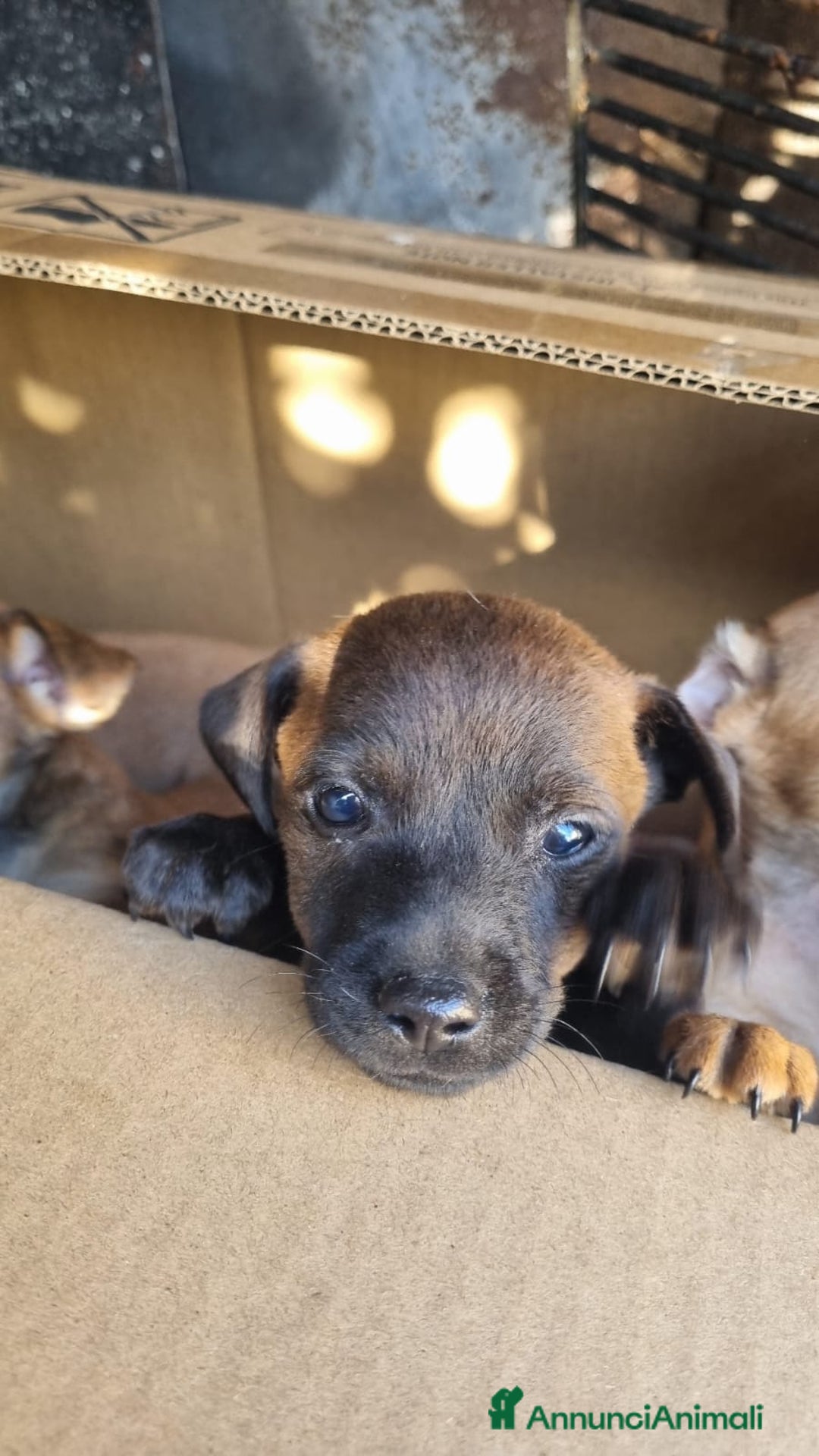 Meticcio cani in vendita: Chiuawa/pincher  a Città metropolitana di Roma Capitale - Immagine 6