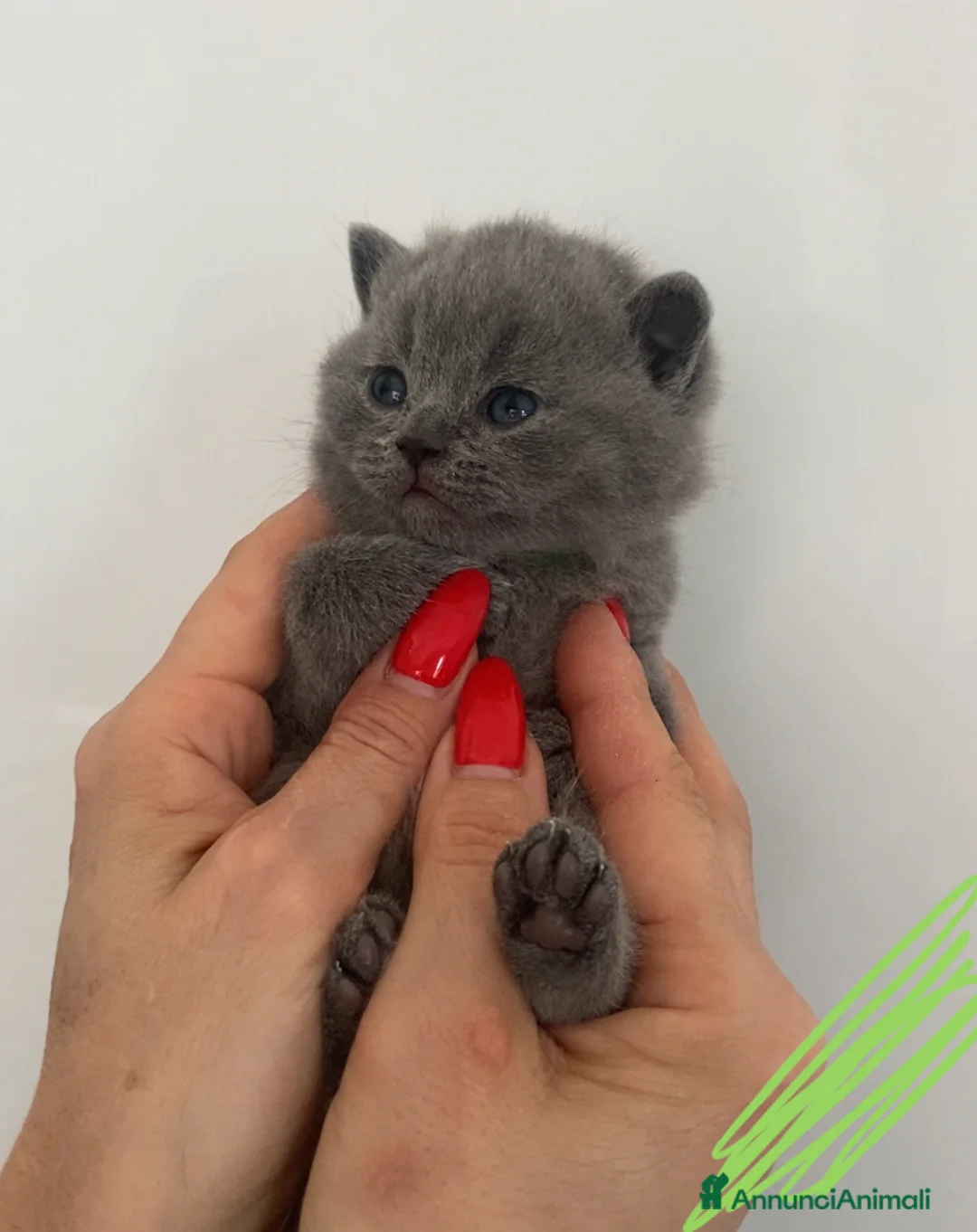 British gatti in vendita: British shorthair blu - Annuncio 2