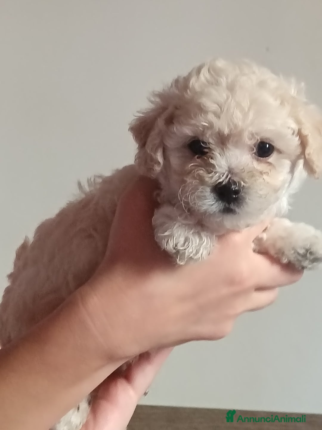 Maltese cani in vendita: Cuccioli maltipoo a Città Metropolitana di Torino - Immagine 2
