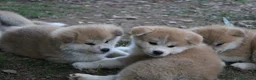 Akita Inu cani in vendita: ULTIME PRENOTAZIONI CUCCIOLI AKITA LOMBARDIA - Annuncio 3