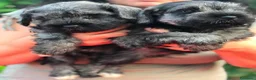 Schnauzer cani in vendita: Schnauzer nano a Provincia di Terni - Annuncio 1