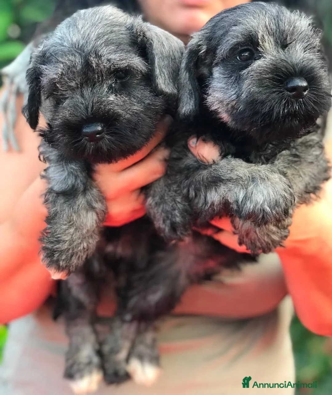 Schnauzer cani in vendita: Schnauzer nano a Provincia di Terni - Annuncio 1