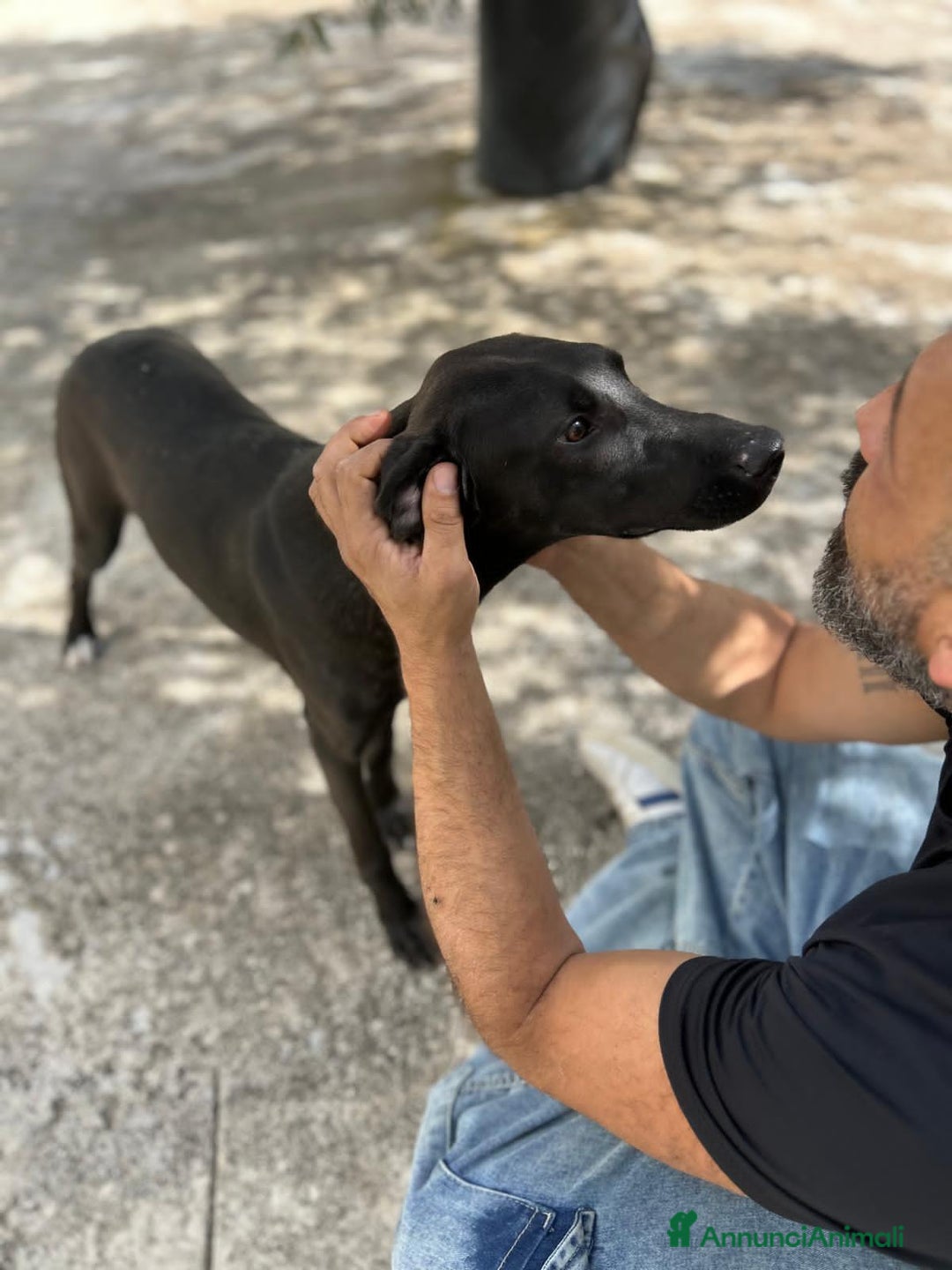 Altre razze cani in regalo: TRUNKS E GOHAN - Annuncio 3