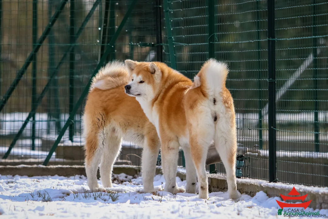 Immagine della galleria {{count}}