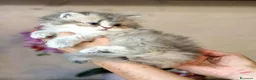 British gatti in vendita: British longhair con pedigree ANFI  - Annuncio 7