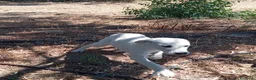 Meticcio cani in regalo: 3FEMMINE 5MESI SPLENDIDE,IN PERICOLO! SOS CAGLIARI - Annuncio 8