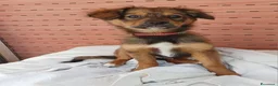 Meticcio cani in regalo: UNA MAMMA PER ROCKY a Provincia di Varese - Annuncio 1