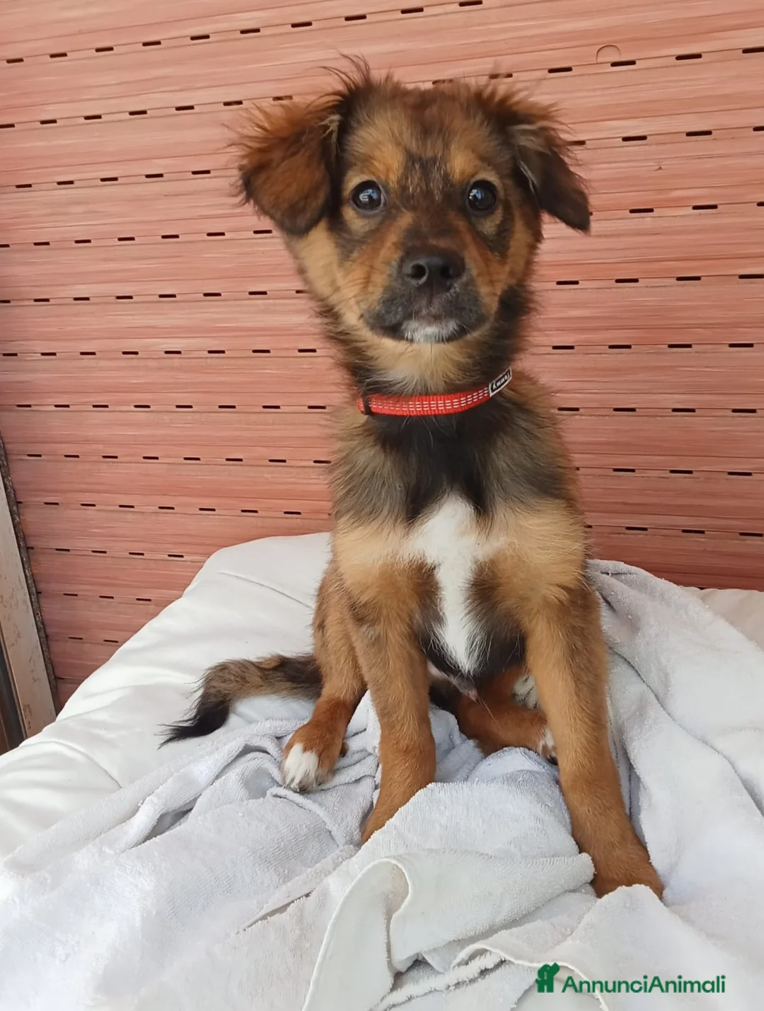 Meticcio cani in regalo: UNA MAMMA PER ROCKY a Provincia di Varese - Annuncio 1