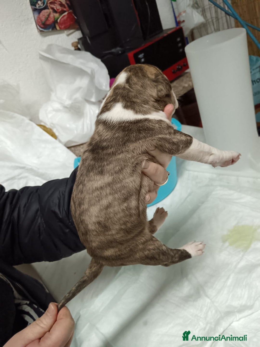 American Staffordshire cani in vendita: America Staffordshire terrier - Annuncio 18