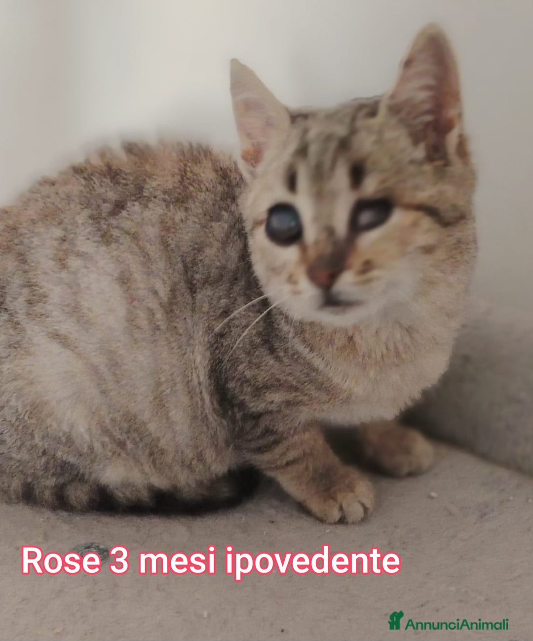 Altre razze gatti in regalo: TANTI MICINI SOLI! - Annuncio 10