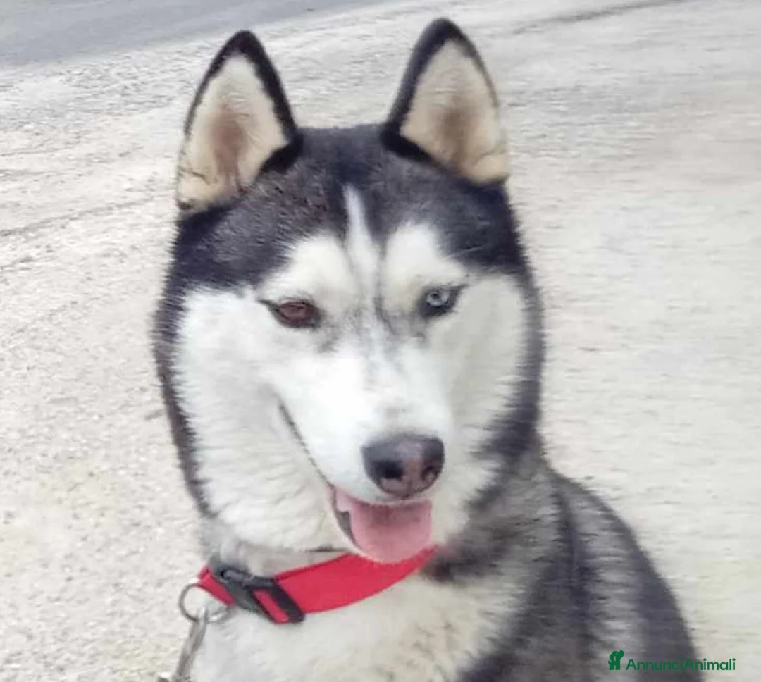 Husky cani in vendita: Cuccioli siberian husky con pedegree - Annuncio 5