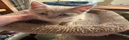 Meticcio gatti in regalo: Dolcissimo, 2 mesi circa  - Annuncio 6
