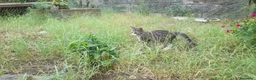Europeo gatti in regalo: Gattini a Città metropolitana di Catania - Annuncio 4