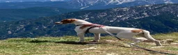 Pointer cani in regalo: Pointer Inglese cerca una nuova casa - Annuncio 3