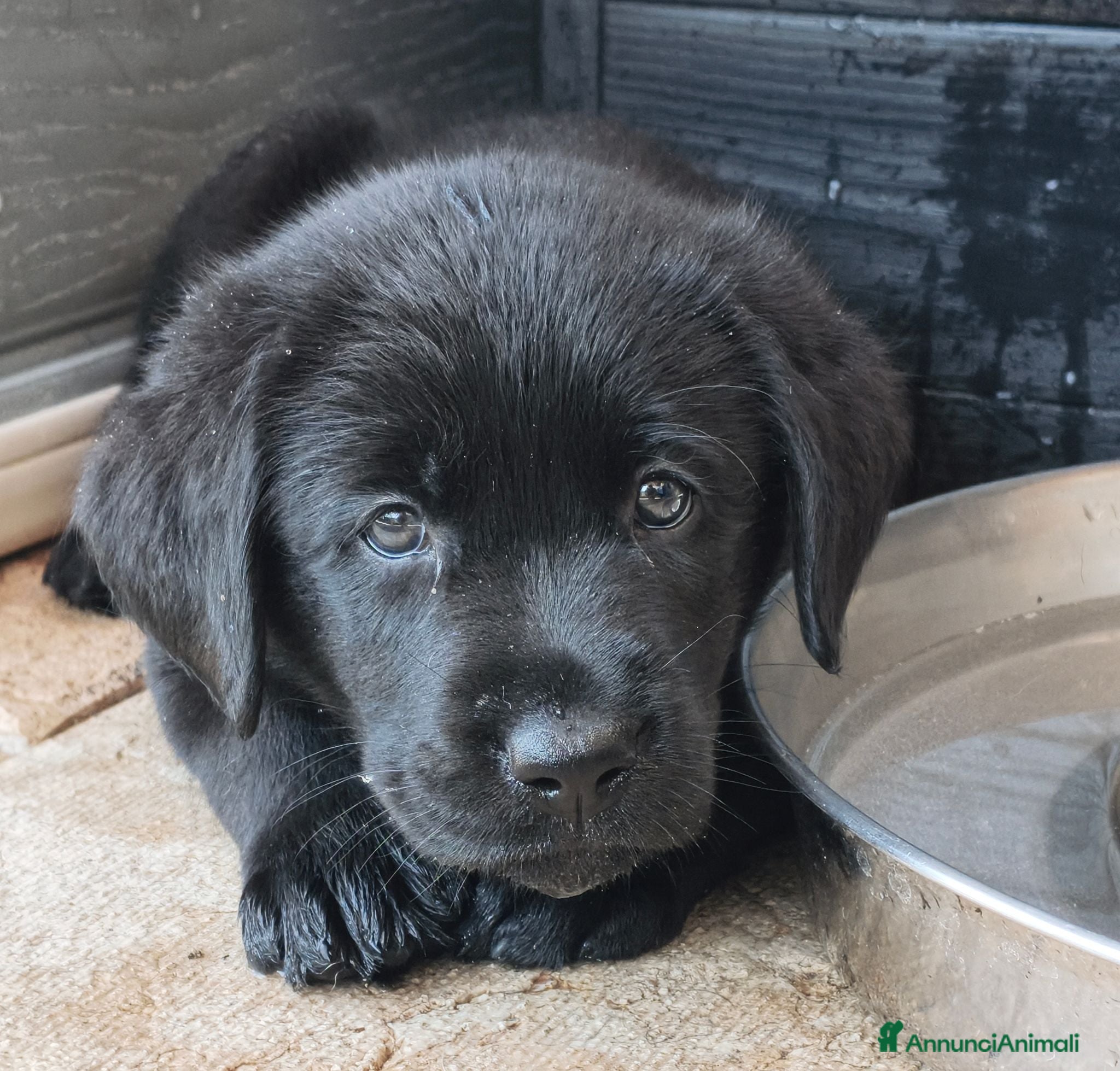 Labrador cani Cuccioli di Labrador retriever neri - Annuncio 2
