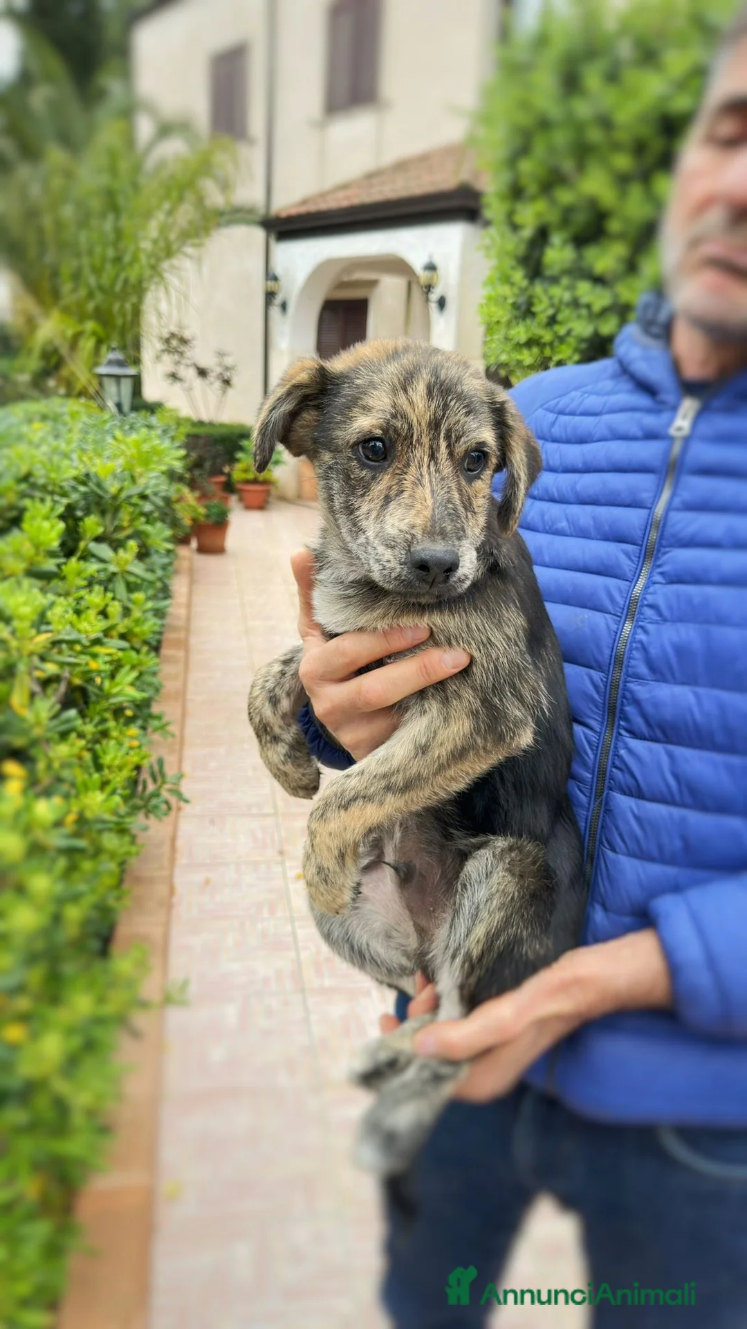 Meticcio cani in regalo: PIPPO 💙 - cucciolo taglia media.Cerca casa 🙏🏻🥺 a Provincia di Massa e Carrara - Annuncio 2