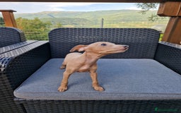 Levriero cani in vendita: Piccolo levriero italiano  a Provincia di Prato - Immagine 3
