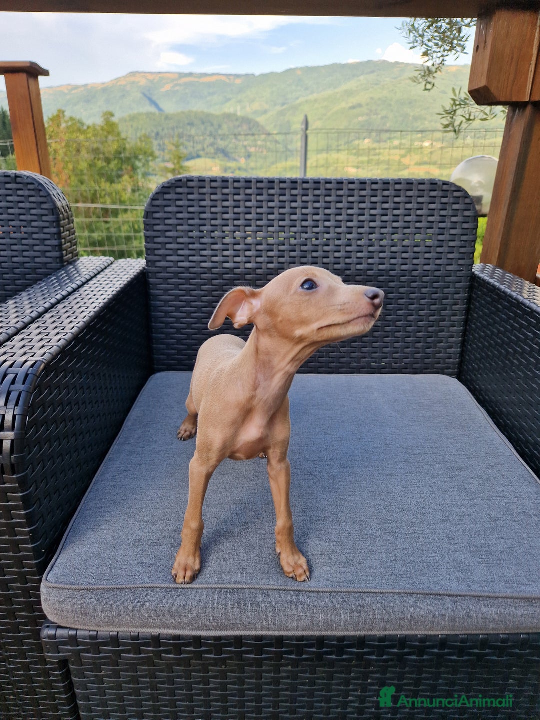 Levriero cani in vendita: Piccolo levriero italiano  a Provincia di Prato - Immagine 3