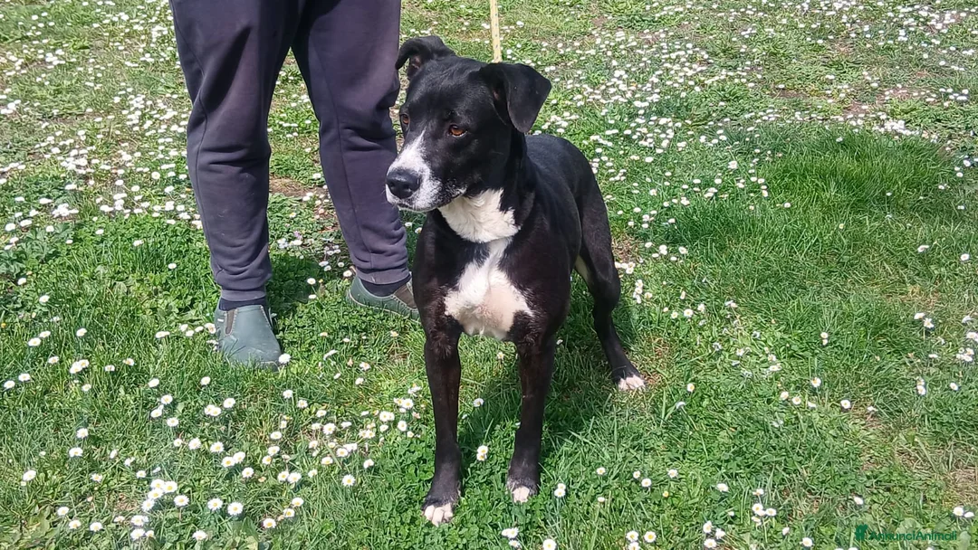 Meticcio cani in regalo: LAIKA VISSUTA IN POLLAIO CERCA LA SUA MAMMA - Annuncio 2