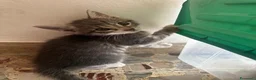 Meticcio gatti in vendita: Gattino - Annuncio 7