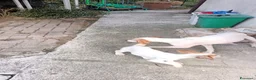 Meticcio cani in vendita: Cucciolo da tartufi di 2 mesi ,Già avviato a Provincia di Fermo - Annuncio 3