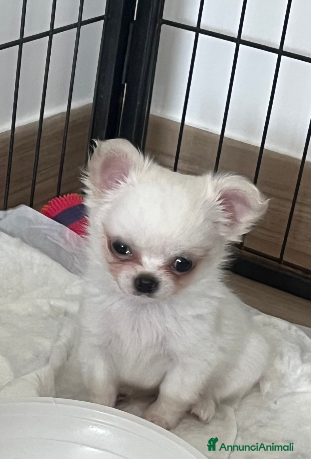 Chihuahua cani in vendita: Chihuahua maschi con pedigree - Annuncio 7