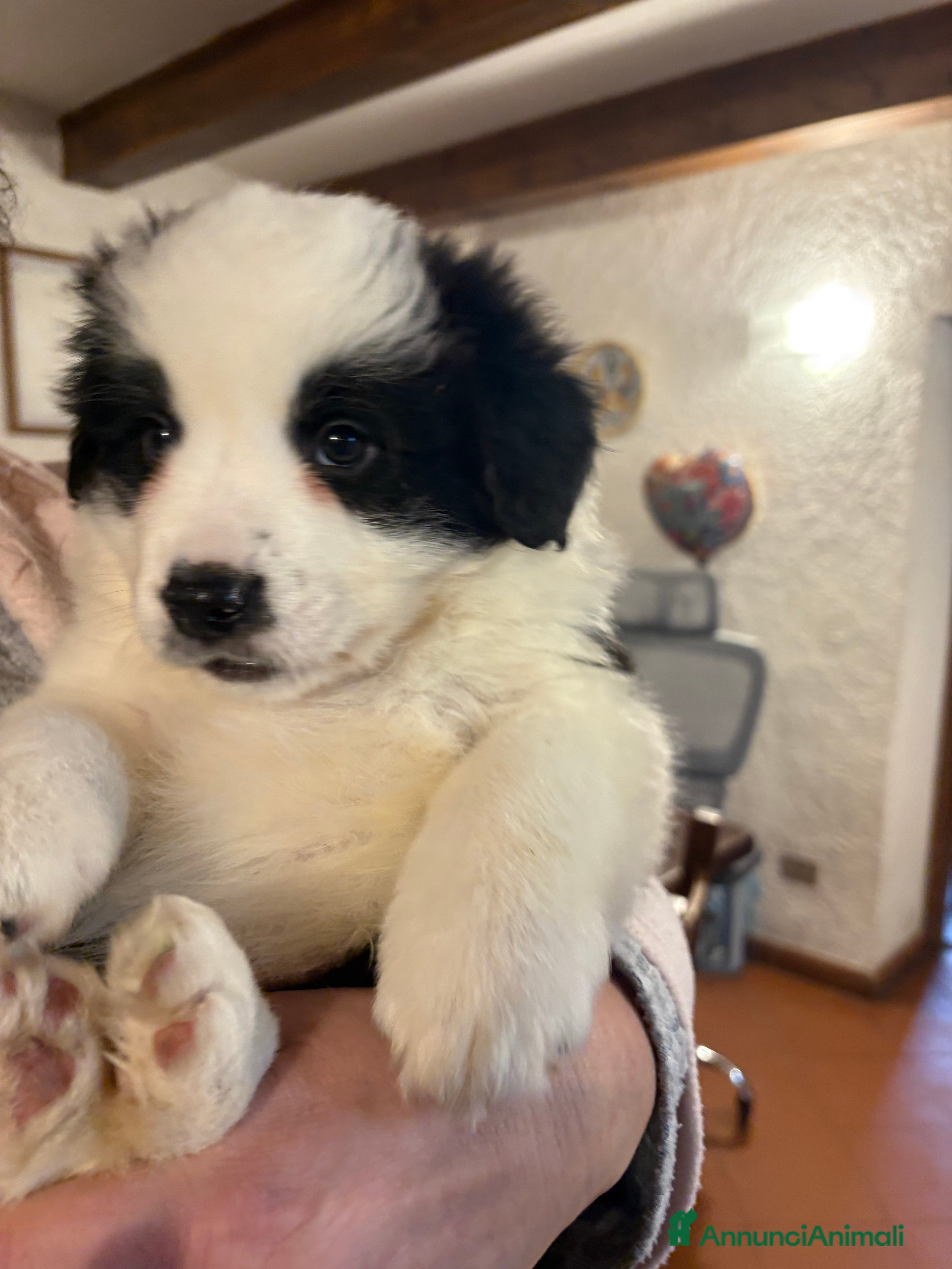 Border Collie cani Border collie con pedigree  - Annuncio 2