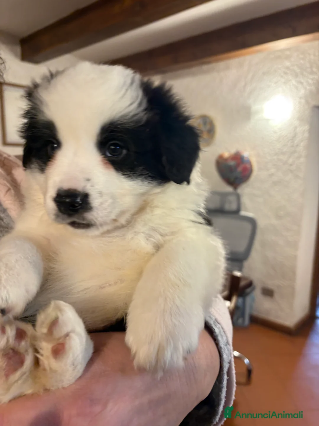 Border Collie cani in vendita: Border collie con pedigree  - Annuncio 2