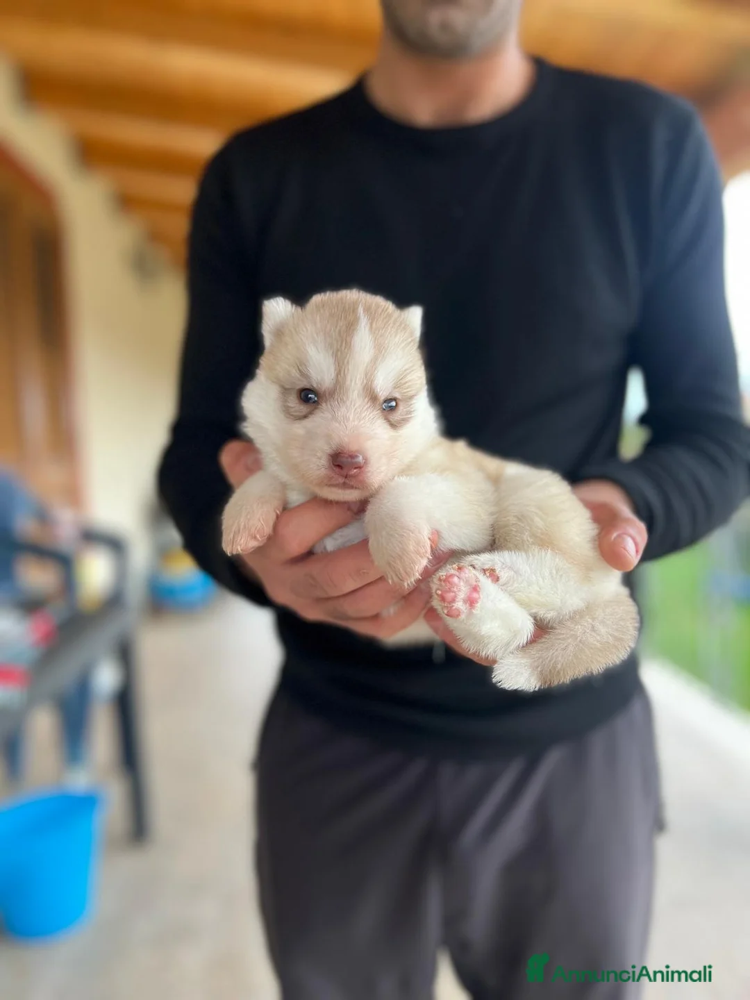 Husky cani in vendita: Cuccioli siberian husky  - Annuncio 2