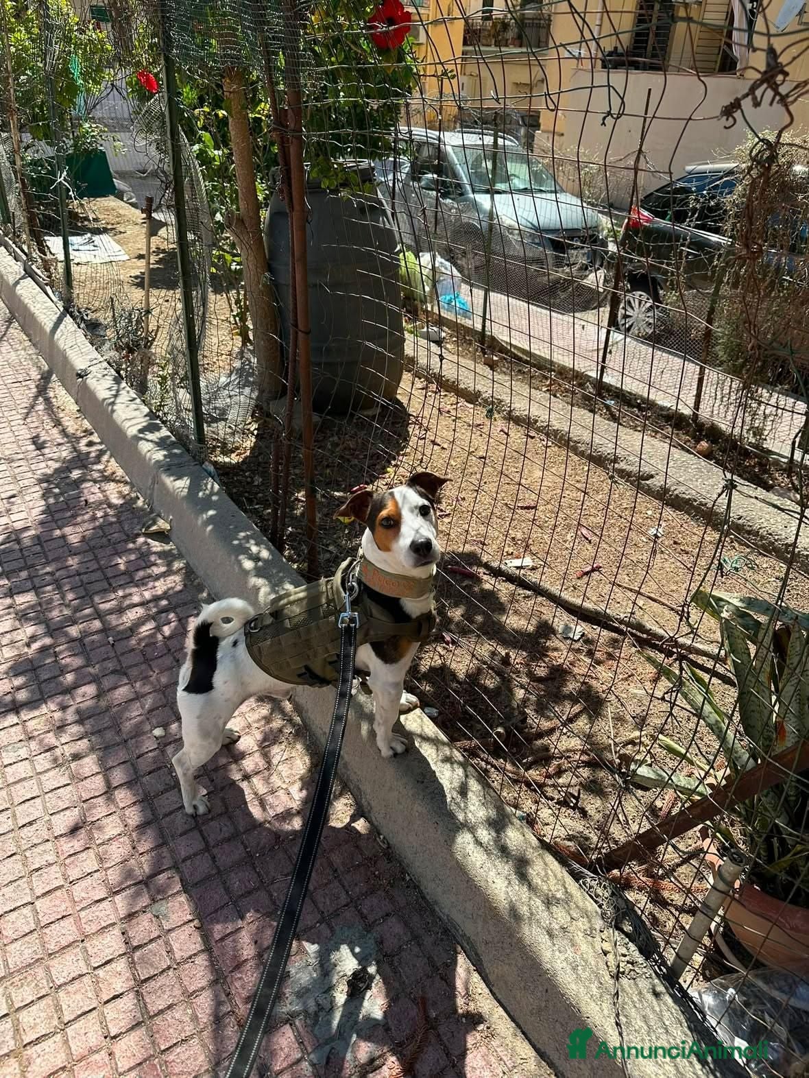 Meticcio cani Paco simil jack russel! (5 anni)  - Annuncio 1