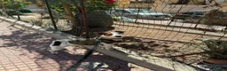 Meticcio cani in regalo: Paco simil jack russel! (5 anni)  - Annuncio 1