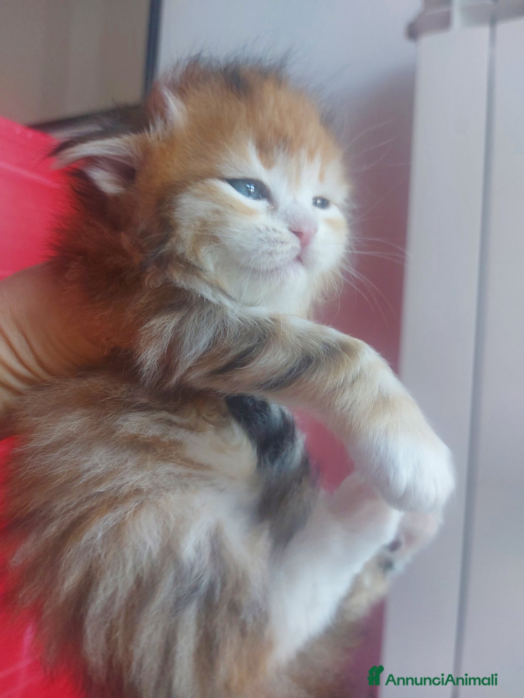 Siberiano gatti in vendita: Cuccioli di gatto Siberiano Certificati  - Annuncio 8