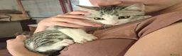 Europeo gatti in regalo: Cuccioli di gatto  - Annuncio 4