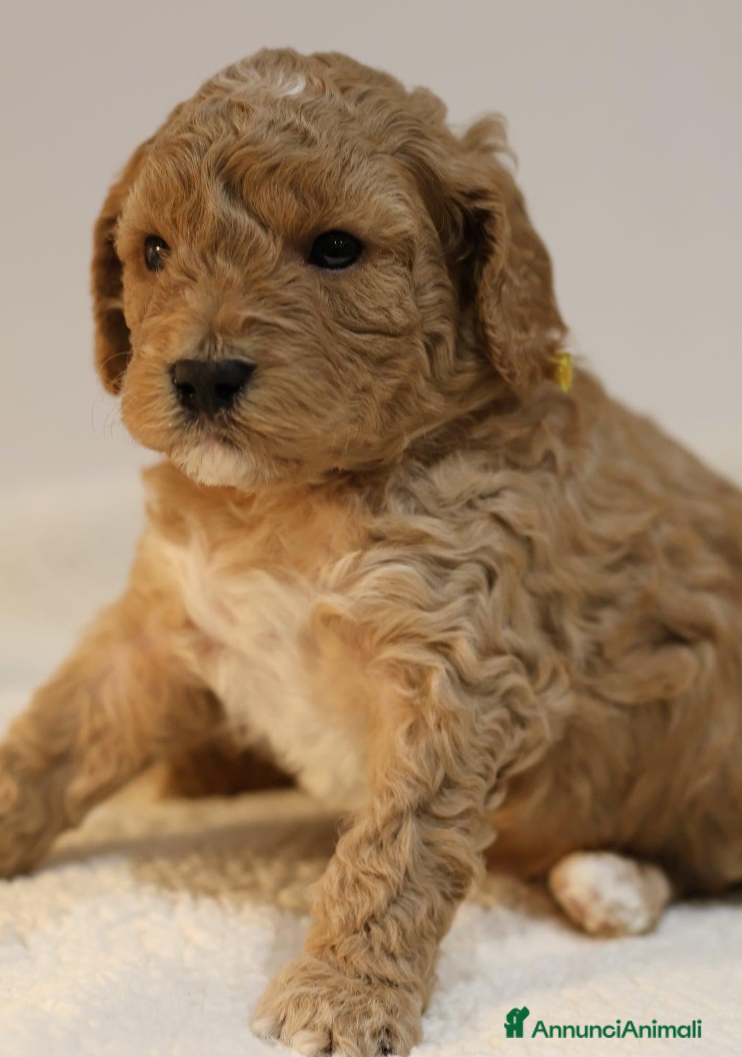 Meticcio cani in vendita: Cuccioli di F1BB Cavapoo Rosso & Crema - Annuncio 11